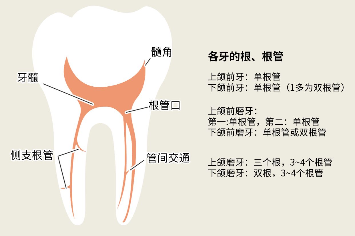 后牙一般几个根管图片（前牙一般有几个根管）