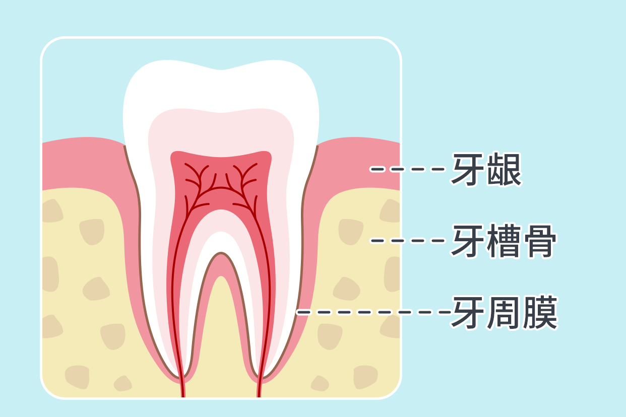 牙周组织解剖图 牙周结构图解剖图