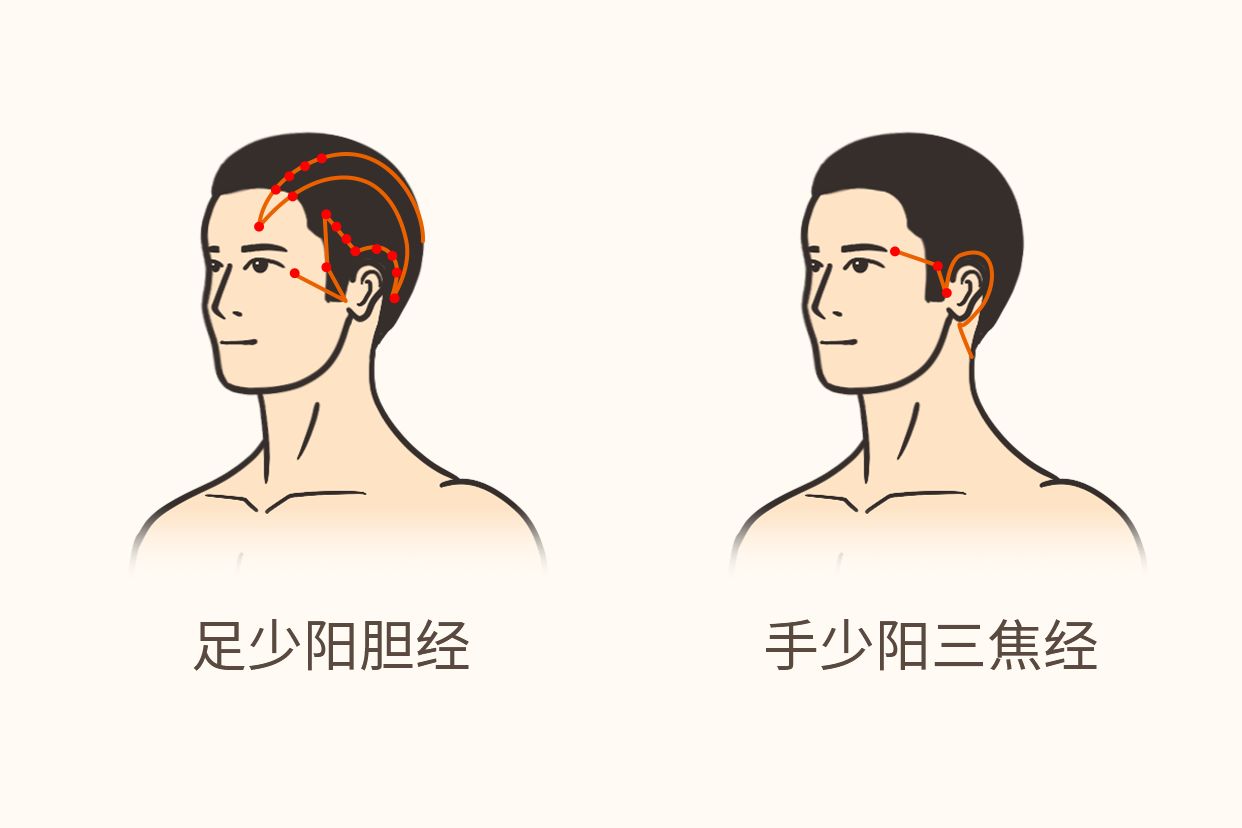 少阳经头部位置图片（头部阳明经的位置）