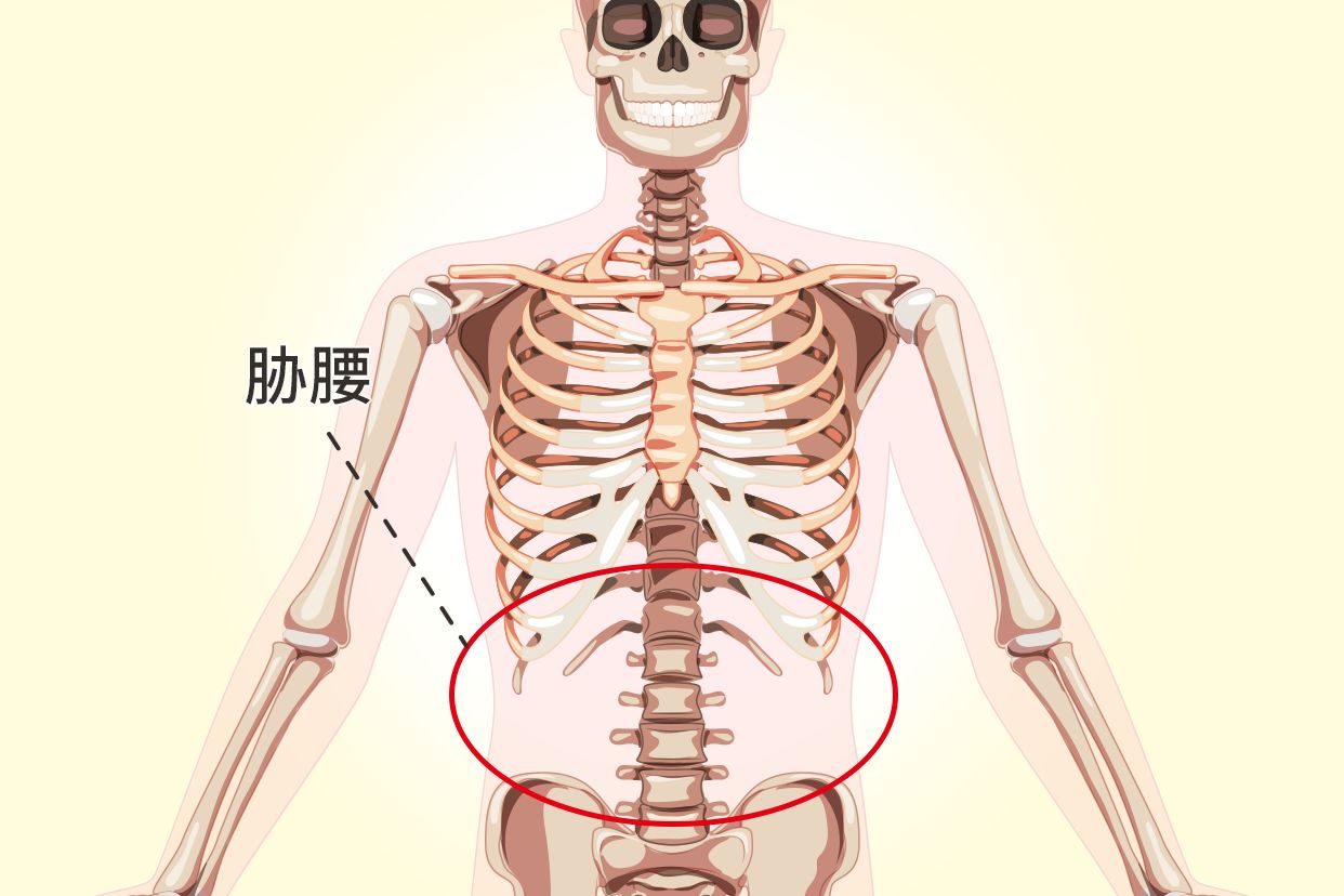 胁腰部位置图 胁肋部位置图