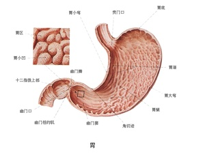 贲门结构图