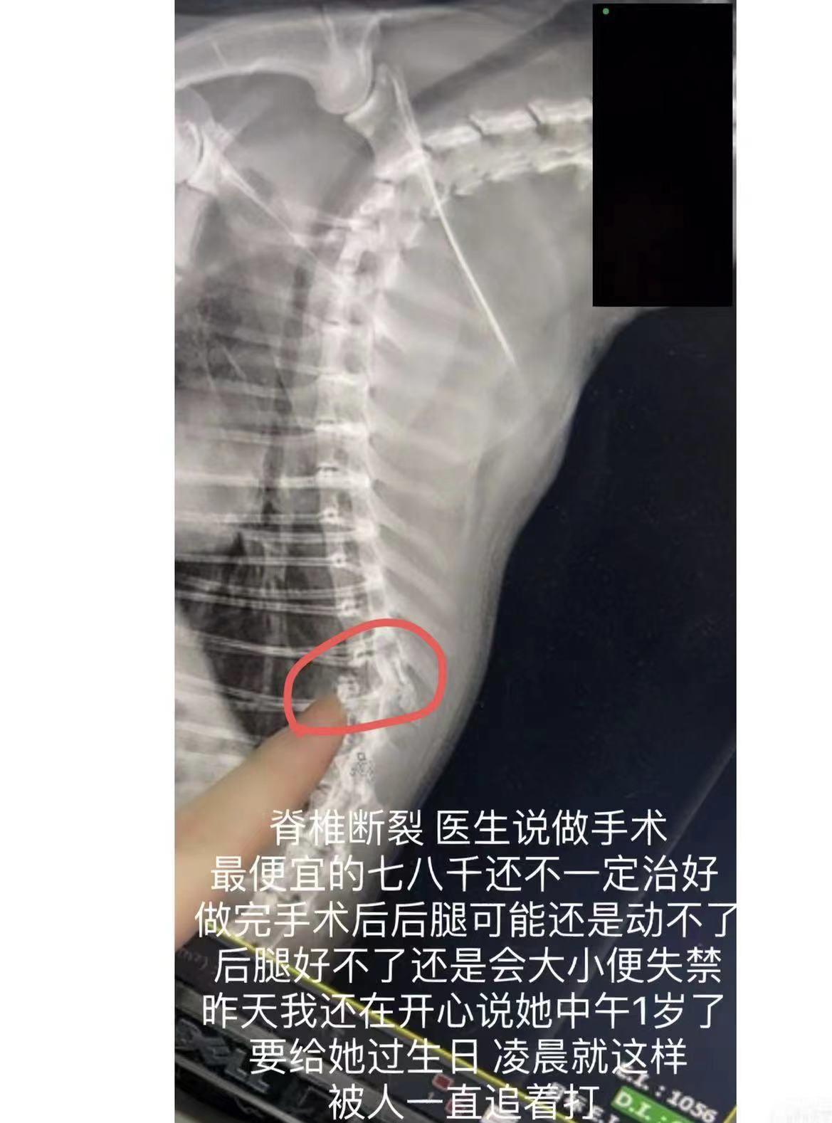 晨意帮忙丨女子称猫被闺蜜男友摔打后安乐死，对方回应：愿赔六千