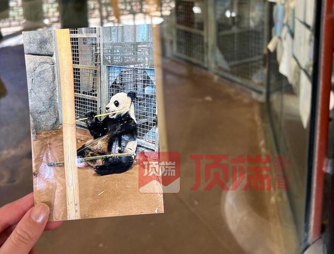 网友呼吁尽早接回旅美大熊猫“丫丫”，知情人：已有专家赴美