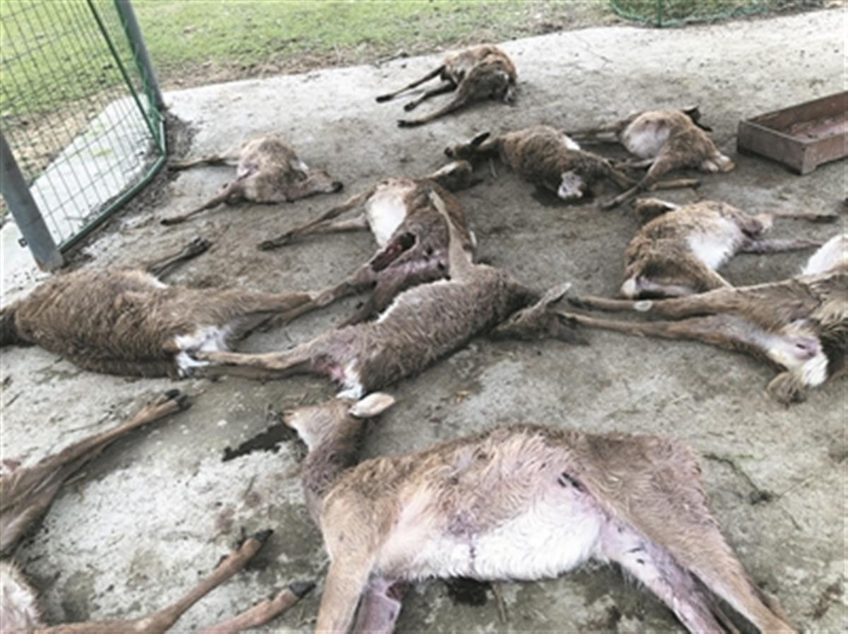 两条恶犬夜闯养殖园咬死12只梅花鹿，老板：怀疑有人故意搞破坏，损失50万元，已报警