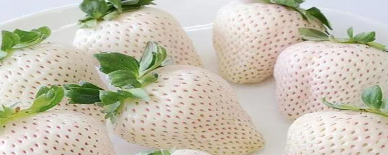 白草莓是变异产生的吗 白草莓是不是转基因的