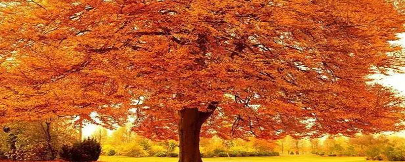 秋天还可以是什么颜色的呢为什么 秋天还能是什么颜色的