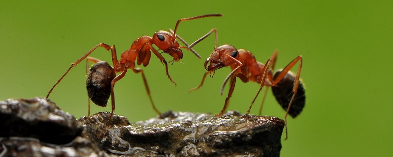 蚂蚁是节肢动物吗