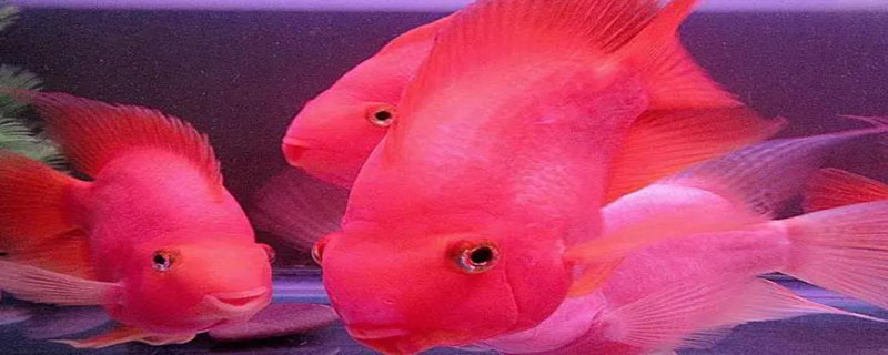 红鹦鹉鱼怎么养 红鹦鹉鱼怎么养口诀