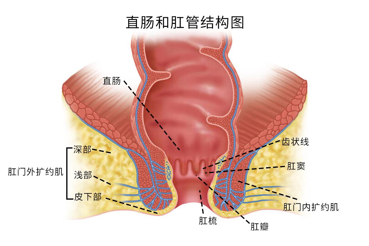 直肠和肛管结构图 直肠和肛管结构图片