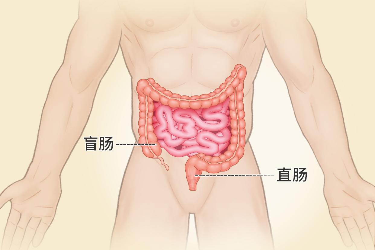 直肠盲肠位置图片（直肠盲肠结肠图）