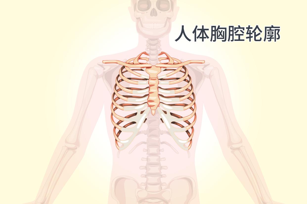 人体胸腔轮廓尺寸图（人体胸腔轮廓尺寸图解）