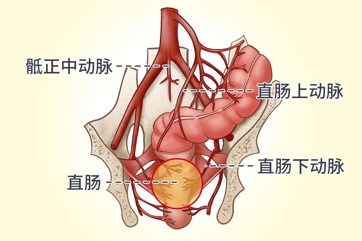 直肠动脉血供应图 直肠的动脉血供解剖图