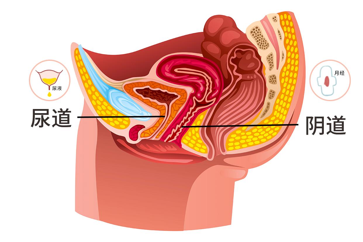 尿道和月经的图解