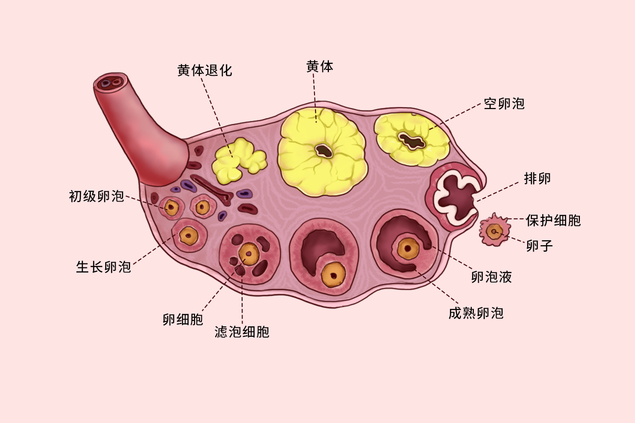 卵细胞不同阶段的组织结构图