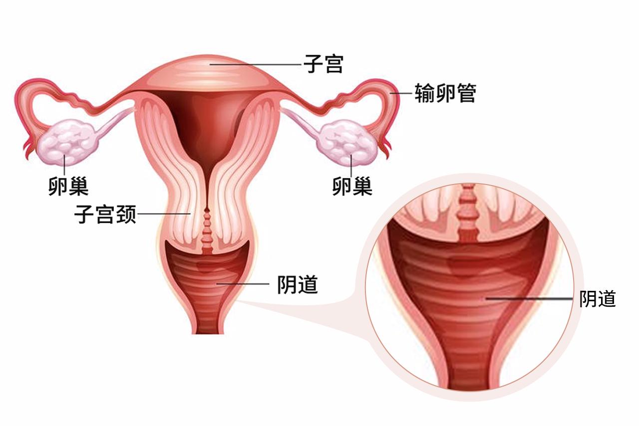 正常人阴唇和阴道颜色图片