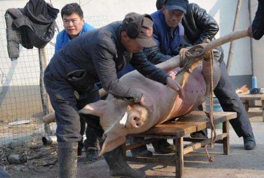 农民杀两头猪卖被罚款4万拒交罚款被告上法庭农民:还让我活吗？