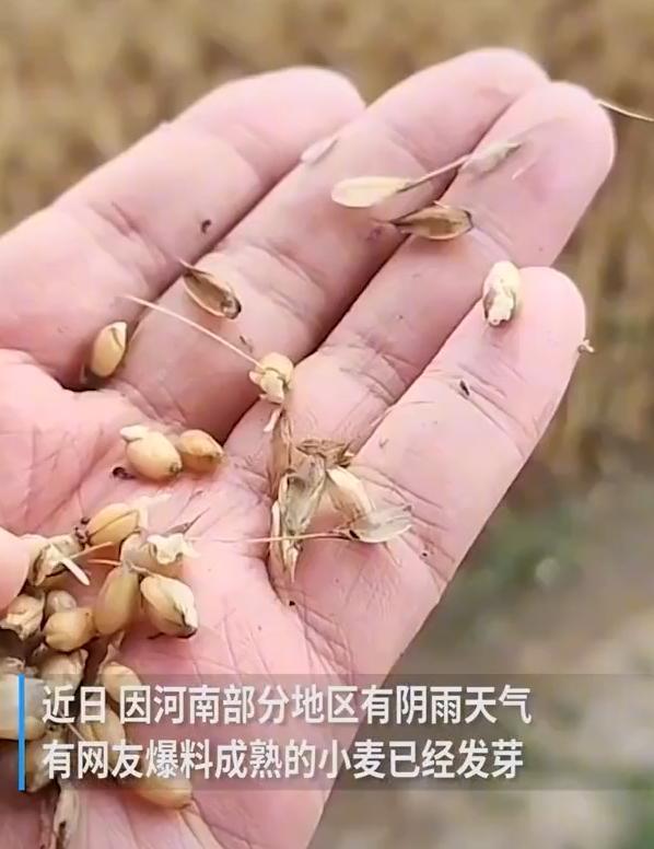 “中原粮仓”小麦陷“抢收之困” 中原小麦播种机图