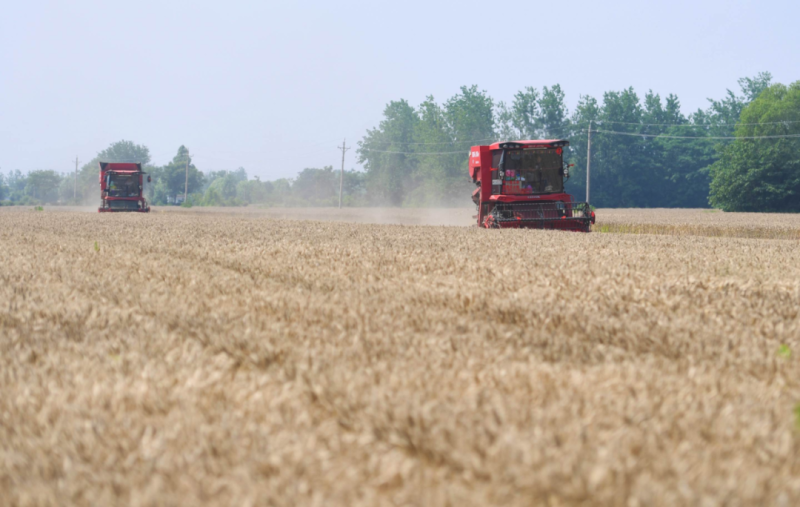 已收获小麦1955.6万亩，河南“雨口夺粮”最新进展