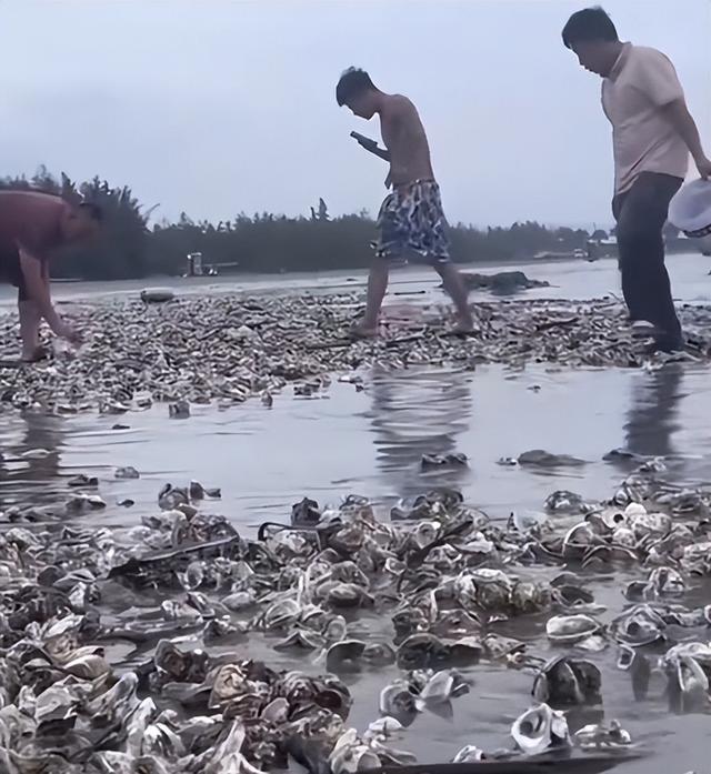 密密麻麻！广东一地海滩突现大量生蚝，网友：看饿了