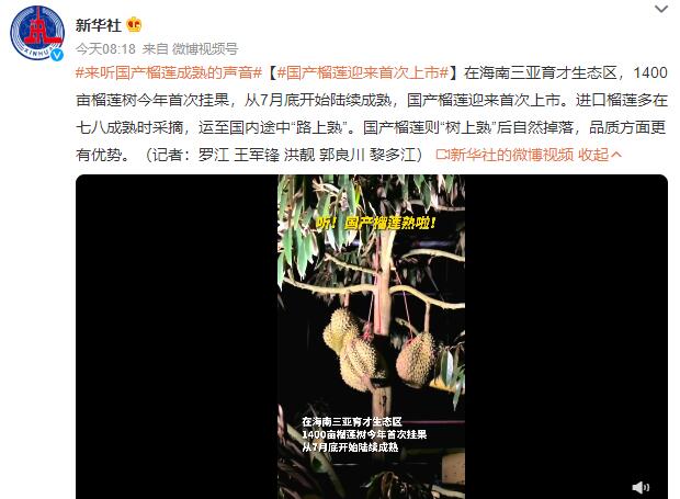 国产榴莲上市 国产榴莲上市价格会是多少