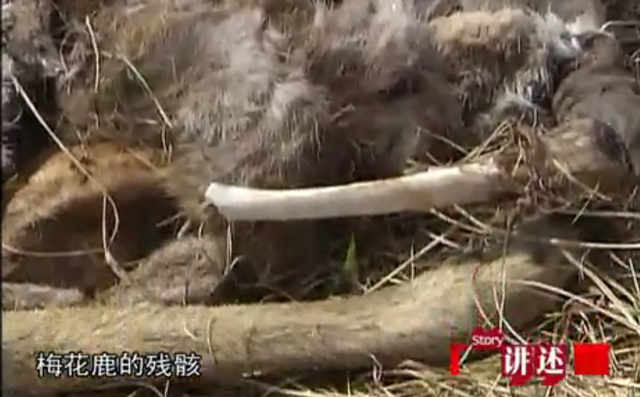 2009年，河北保护区138只梅花鹿被害，神秘真凶被学校师生擒获