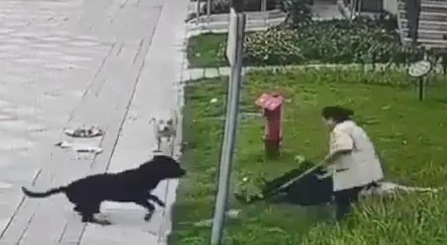中国最大罗威纳犬舍遭网友攻击（大型犬品种罗威纳）