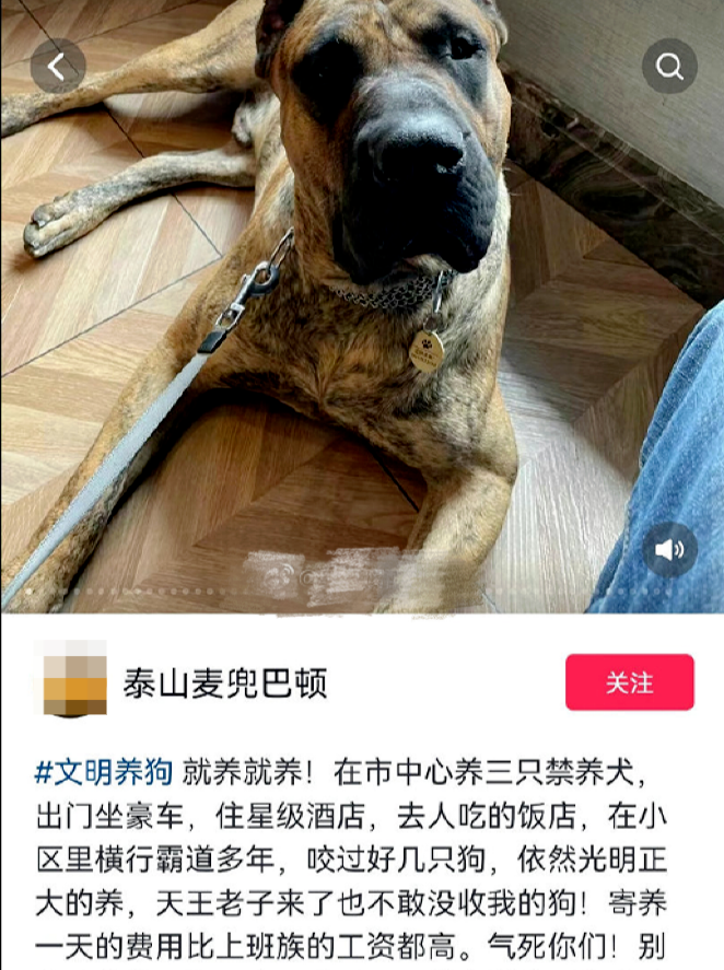 男子炫耀济南市中心养烈性犬 济南郊区可以养烈性犬吗
