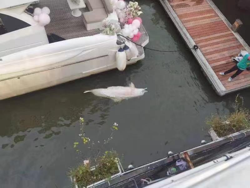 误入广州内河的中华白海豚疑死亡 中华白海豚现身广东