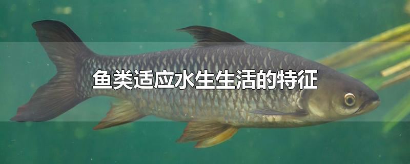 鱼类适应水生生活的特征 鱼类适应水生生活的特征有哪些
