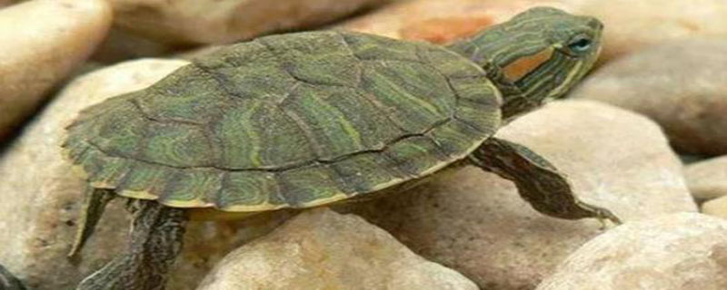 宠物乌龟容易得哪几种病怎么去治疗 乌龟最容易感染什么慢性疾病呢