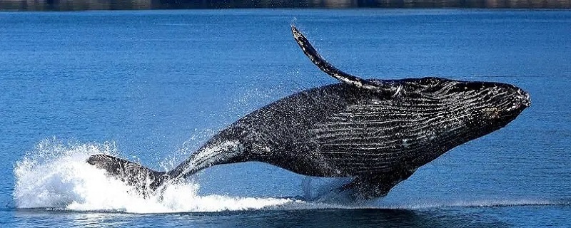鲸鱼为什么不是鱼 鲸鱼为什么不是鱼类