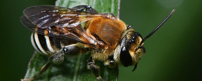 切叶蜂和樵叶蜂有什么区别 切叶蜂和樵叶蜂有什么区别吗