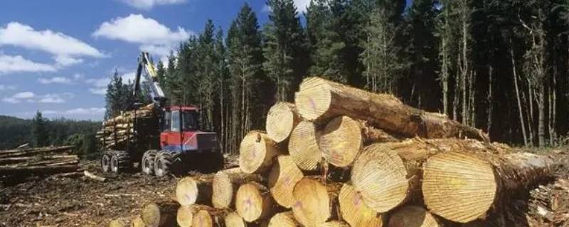 桉树木材价格一般多少钱一吨（桉树木材价格一般多少钱一吨2023）