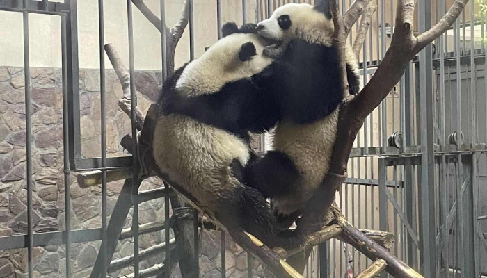 2020年十二月八日全球最长寿圈养大熊猫谁去世