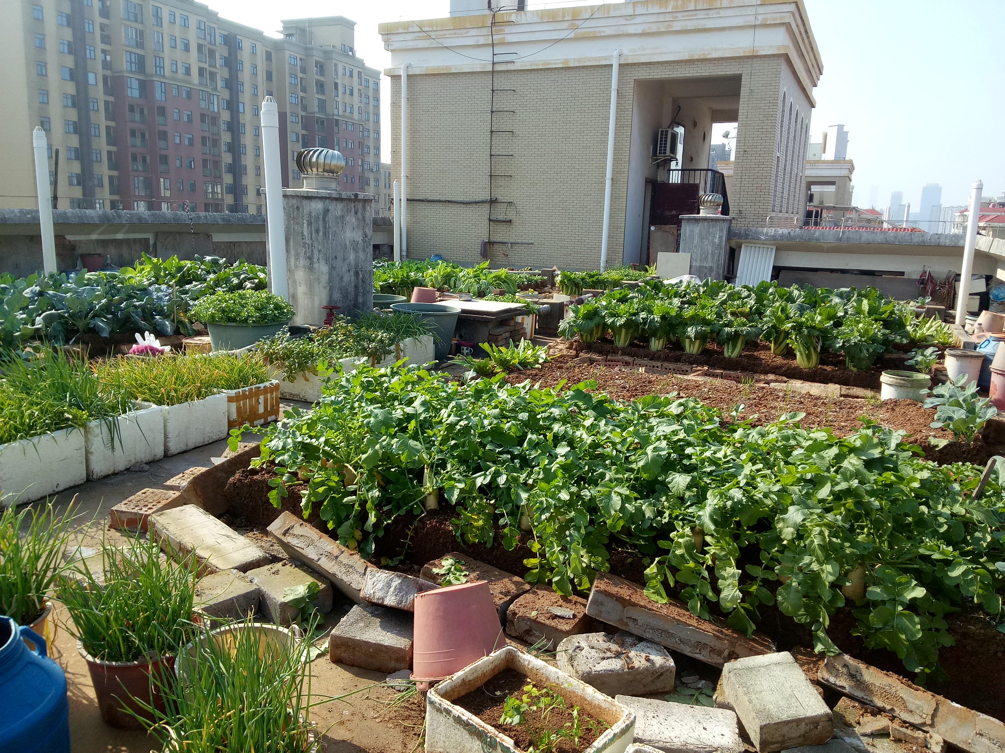 长沙几位老人把楼顶“开垦”成菜园，规模之大震惊邻居！目前正清除