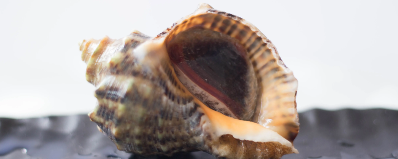 食用海螺的禁忌是什么（常食用海螺）