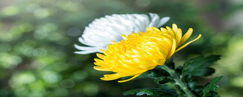 菊花叶子枯萎是什么原因 菊花叶子枯萎是什么原因造成的