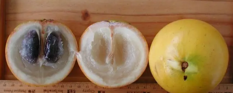 黄晶果6号耐寒多少度 黄晶果6号耐寒多少度种植