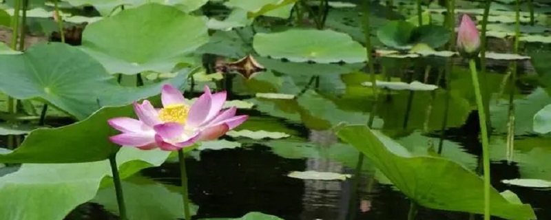 夏天是什么的季节 夏天是什么的季节仿写句子100字