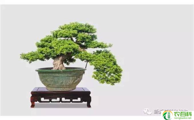 怎么矮化罗汉松（怎么矮化罗汉松盆景）